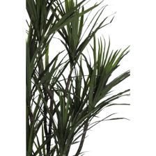 DRACAENA CON POTE - 592-312334