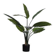 ALOCASIA COM VASO 40X40X80CM - 592-312343