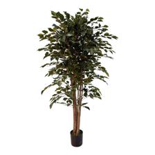 Ficus c/pote - 592-312358