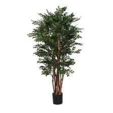 BANANA LEAF FIG. - 592-312367