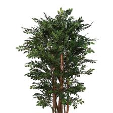 BANANA LEAF FIG. - 592-312367