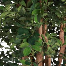 BANANA LEAF FIG. - 592-312367