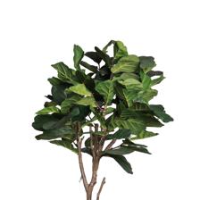 FICUS LYRATA C/POTE 45X45X180 - 592-312372