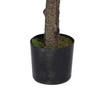 FICUS LYRATA C/POTE 45X45X180 - 592-312372