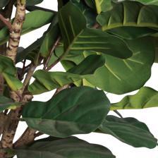 FICUS LYRATA C/POTE 45X45X180 - 592-312372