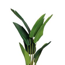 BANANO C/POTE 40X40X120CM - 592-312376