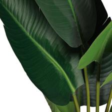 BANANO C/POTE 40X40X120CM - 592-312376