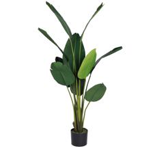 BIRD OF PARADISE - 592-312377