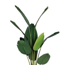 BIRD OF PARADISE - 592-312377