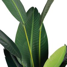 BIRD OF PARADISE - 592-312377
