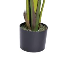 BIRD OF PARADISE - 592-312377