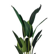 BIRD OF PARADISE - 592-312378