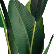 BIRD OF PARADISE - 592-312378
