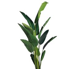 BIRD OF PARADISE - 592-312379