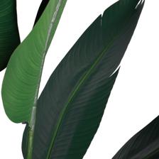 BIRD OF PARADISE - 592-312379