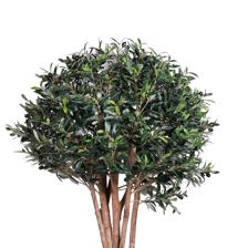 OLIVEIRA COM VASO 55X55X170CM - 592-312383