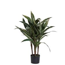 Dracaena com maconha - 592-312396