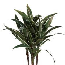 Dracaena com maconha - 592-312396