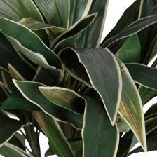 Dracaena com maconha - 592-312396