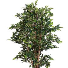 MINI FICUS C/ VASO 50X50X180CM - 592-312399