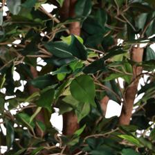 MINI FICUS C/ VASO 50X50X180CM - 592-312399