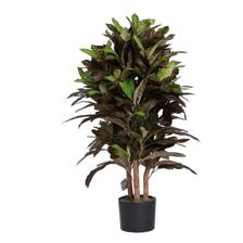 CROTON TREE WITH POT - 592-312400