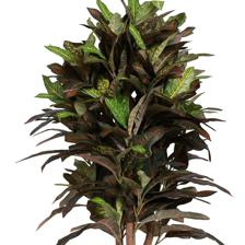 CROTON TREE WITH POT - 592-312400