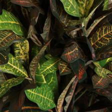 CROTON TREE WITH POT - 592-312400