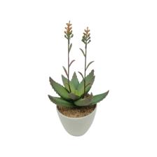 ALOE VERA ART. C/POTE 14.5X15X - 592-360103