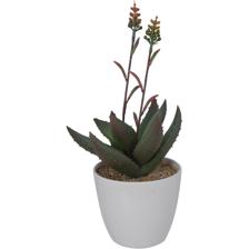 ALOE VERA ART. C/POTE 14.5X15X - 592-360103