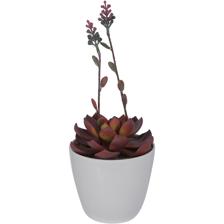 ALOE VERA ART. C/POTE 12.5X12. - 592-360104