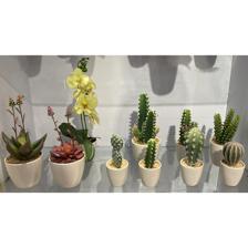 ARTE SUCULENTA. C/POTE 7,5X7,5X - 592-360106