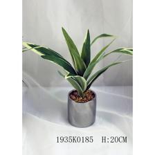 PLANT W/ POT 20CM - 592-370229