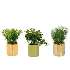 PLANT W/POT ASSORT 3PCS 14CM - 592-370241