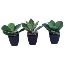 PLANTA COM VASO 3SURT 5,5 X 6,5 CM - 592-370292