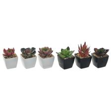 SUCCULENT ART. C/POT 6 MOD - 592-370332