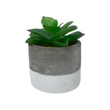 SUCULENTA ART. C/POTE 7.5X7.5X - 592-370420
