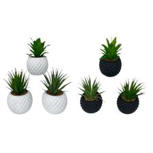 ARTE SUCULENTA. C/POT 6 SURST - 592-370424