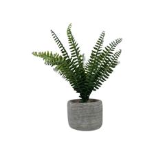 H:16CM PLANT IN CEMENT BASIN - 592-370445
