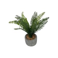 H:16CM PLANT IN CEMENT BASIN - 592-370445