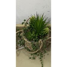 16/17/18/21CM SUCCULENT IN POT - 592-370462
