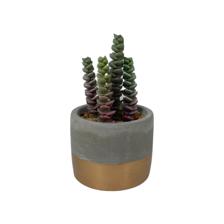 ARTE SUCULENTA. C/POTE 7,5X7,5X - 592-370467