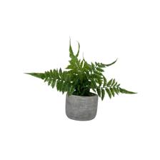ARTE VEGETAL. C/POTE 10X10X16CM - 592-370509
