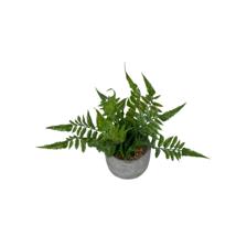 ARTE VEGETAL. C/POTE 10X10X16CM - 592-370509