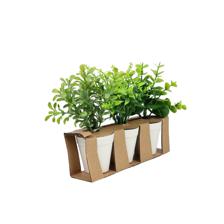 JG  de Eucaliptos con pote 1PZ - 592-370807