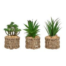 Jarra de suculentas com pote de 1 peça - 592-370809