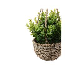 PLANTS IN BASKET - 592-370810