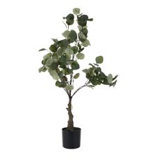 EUCULYPTUS TREE ON POT - 592-370818