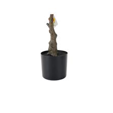 EUCULYPTUS TREE ON POT - 592-370818
