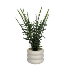 PLANTAS DECOR 10.5X10.5X38CM - 592-370827